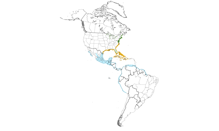 Range Map (Americas): Laughing Gull