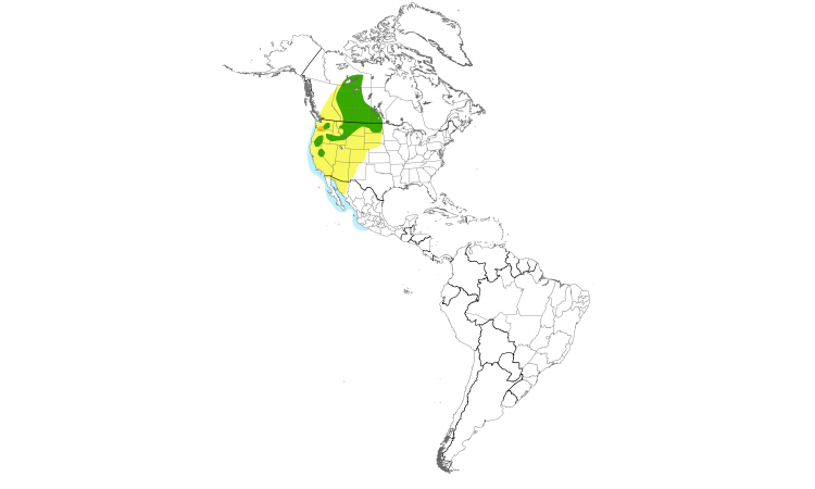 Range Map (Americas): California Gull