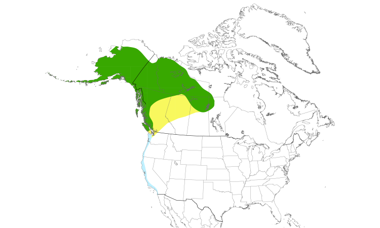 Range Map (North): Mew Gull