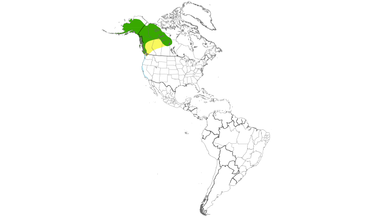 Range Map (Americas): Mew Gull