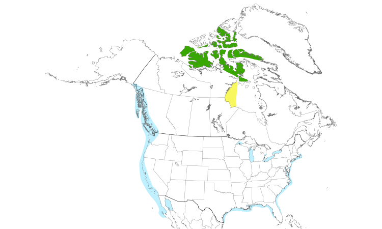 Range Map (North): Thayer's Gull