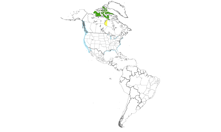 Range Map (Americas): Thayer's Gull
