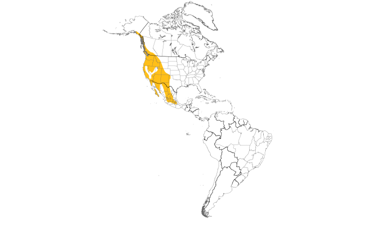 Range Map (Americas): Western Screech-Owl