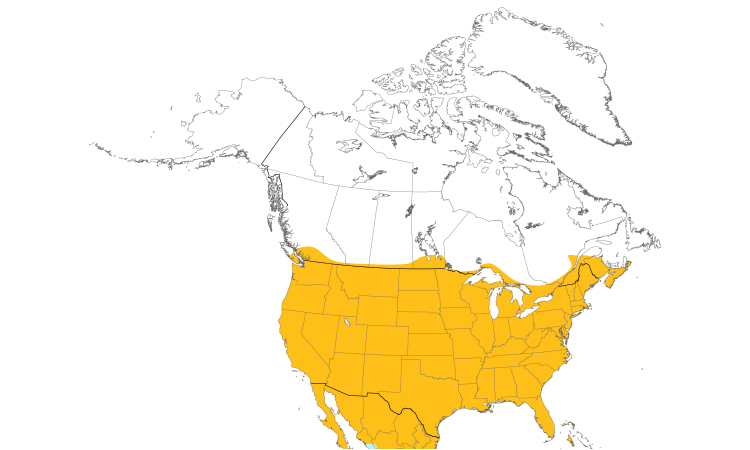 Range Map (North): Northern Mockingbird