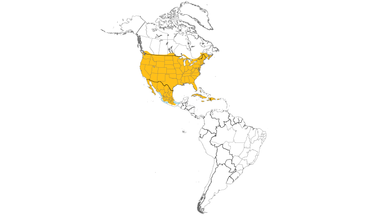 Range Map (Americas): Northern Mockingbird