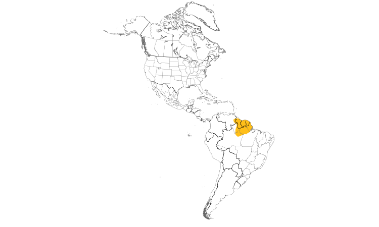 Range Map (Americas): Brown-bellied Antwren