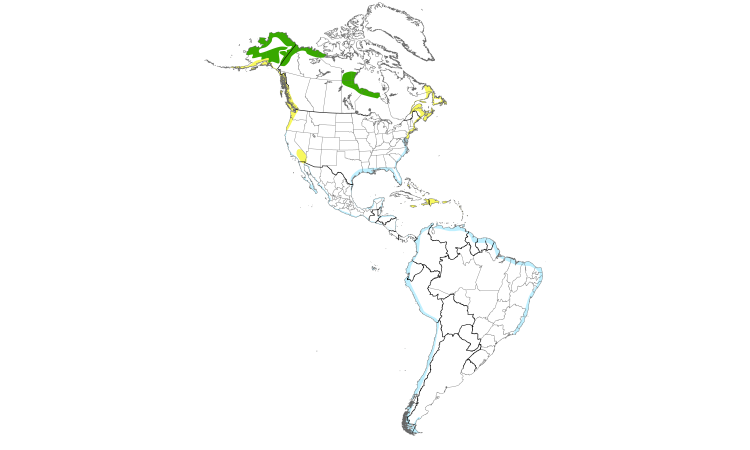 Range Map (Americas): Whimbrel