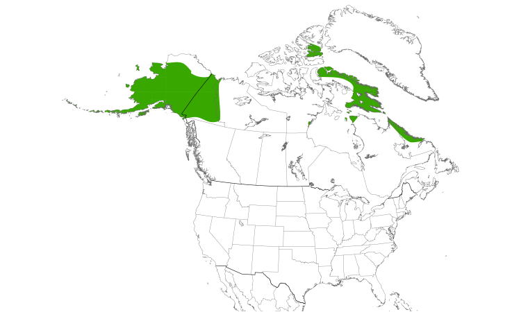 Range Map (North): Northern Wheatear