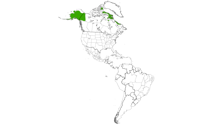Range Map (Americas): Northern Wheatear