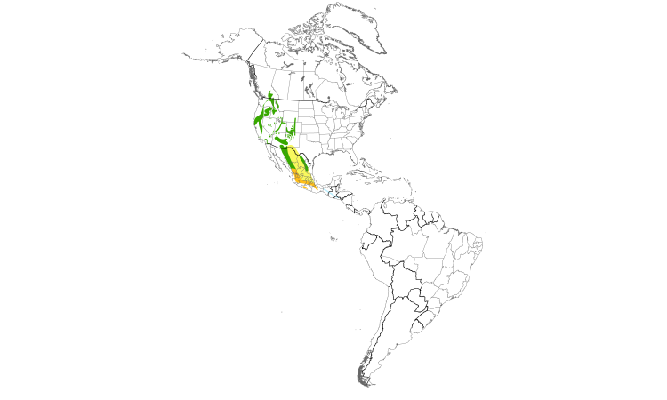 Range Map (Americas): Flammulated Owl