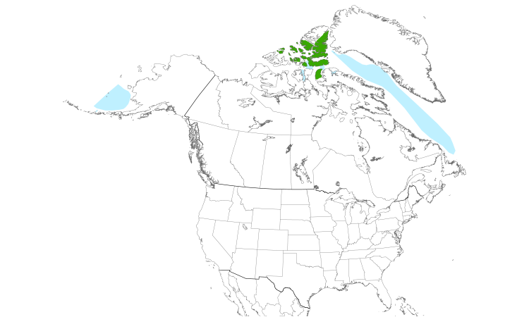 Range Map (North): Ivory Gull