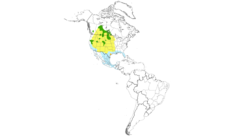 Range Map (Americas): American White Pelican