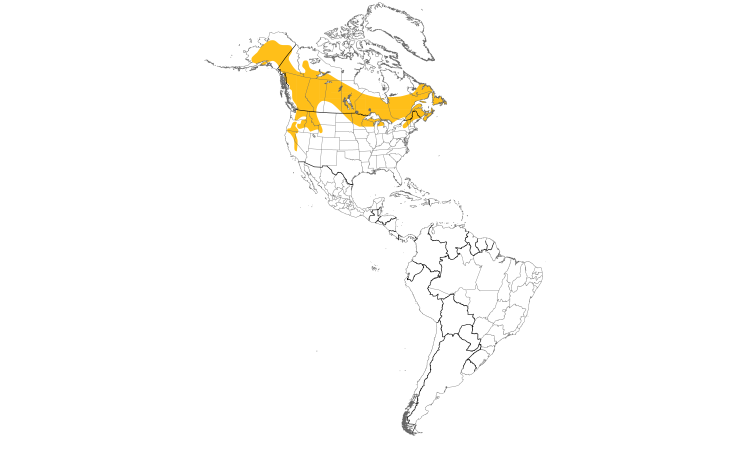 Range Map (Americas): Black-backed Woodpecker