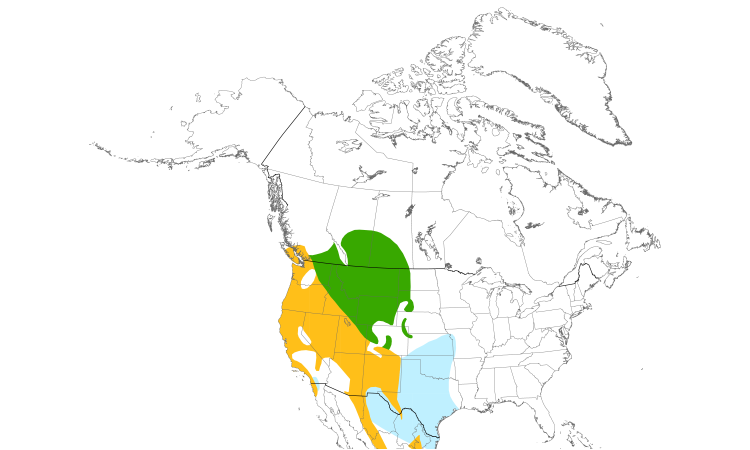 Range Map (North): Spotted Towhee