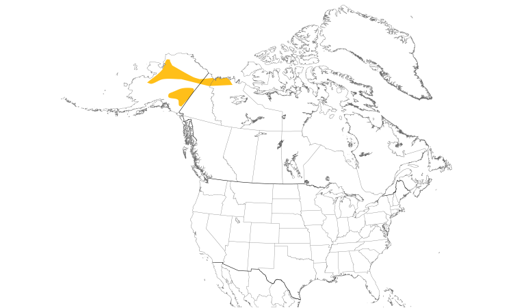 Range Map (North): Gray-headed Chickadee