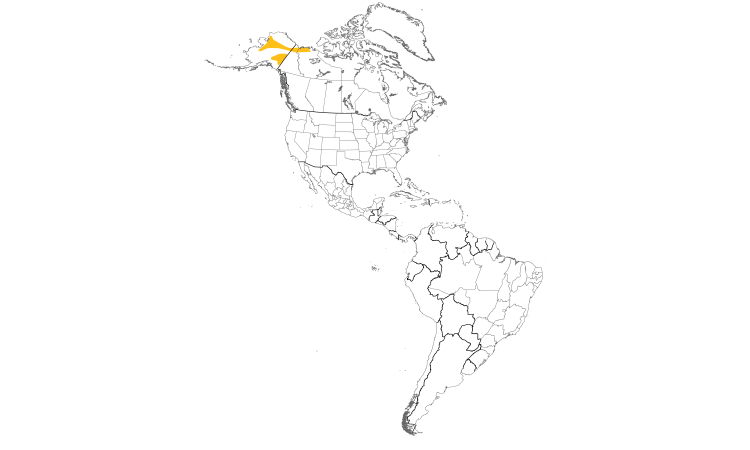 Range Map (Americas): Gray-headed Chickadee
