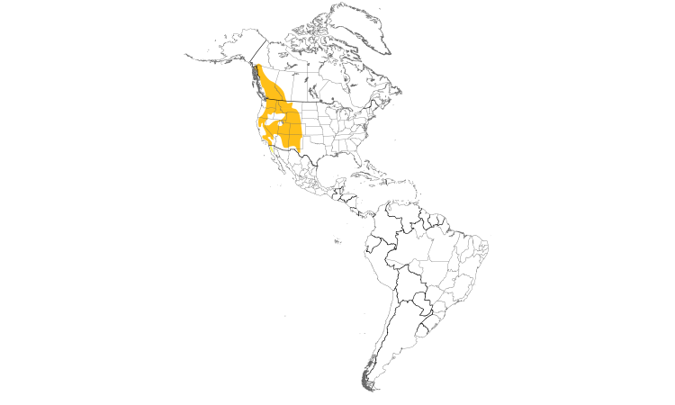 Range Map (Americas): Mountain Chickadee