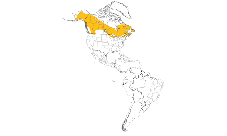 Range Map (Americas): Boreal Chickadee