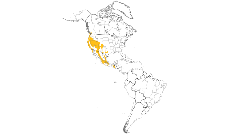 Range Map (Americas): Bushtit