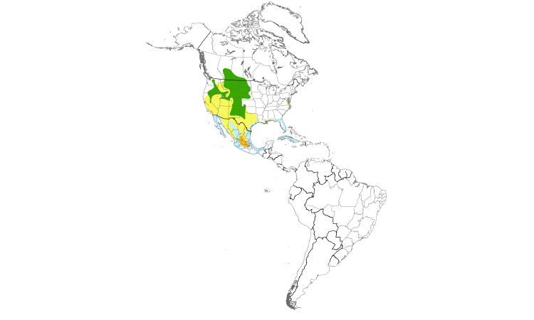 Range Map (Americas): American Avocet