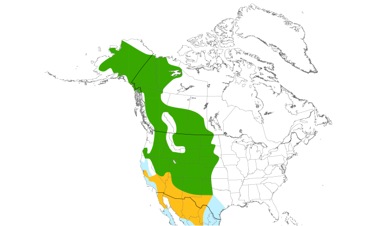 Range Map (North): Say's Phoebe