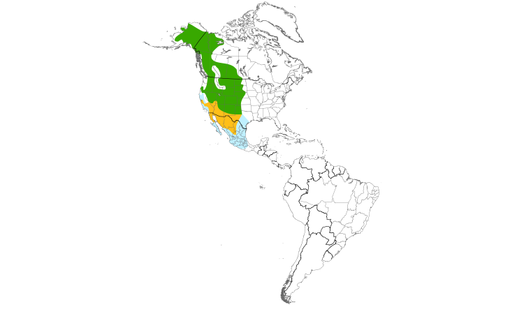 Range Map (Americas): Say's Phoebe