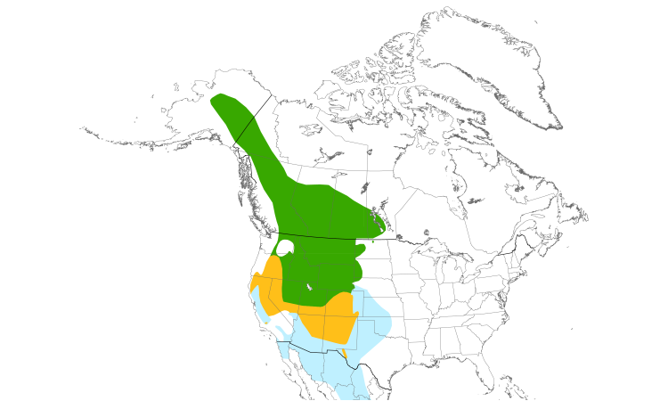 Range Map (North): Mountain Bluebird