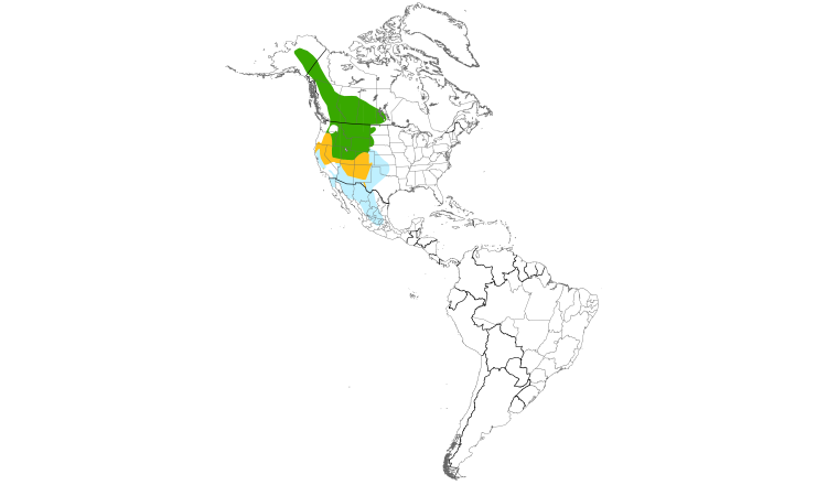 Range Map (Americas): Mountain Bluebird