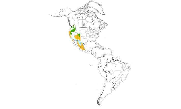 Range Map (Americas): Western Bluebird