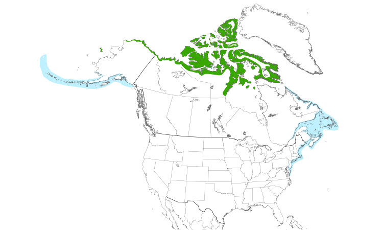 Range Map (North): King Eider