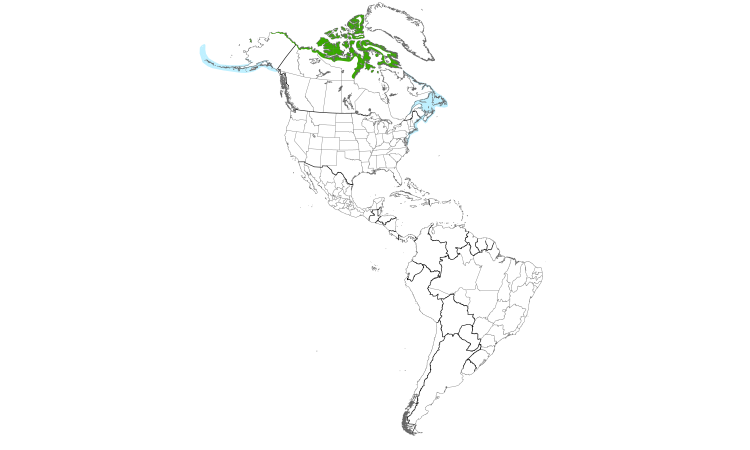 Range Map (Americas): King Eider