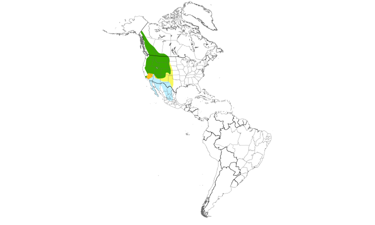 Range Map (Americas): Brewer's Sparrow