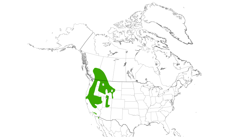 Range Map (North): Calliope Hummingbird