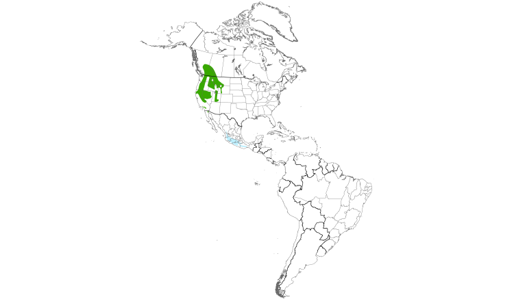 Range Map (Americas): Calliope Hummingbird