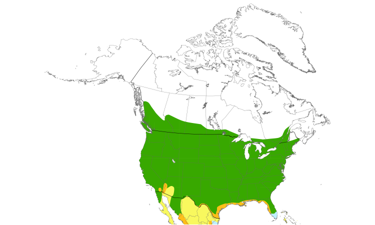 Range Map (North): Northern Rough-winged Swallow