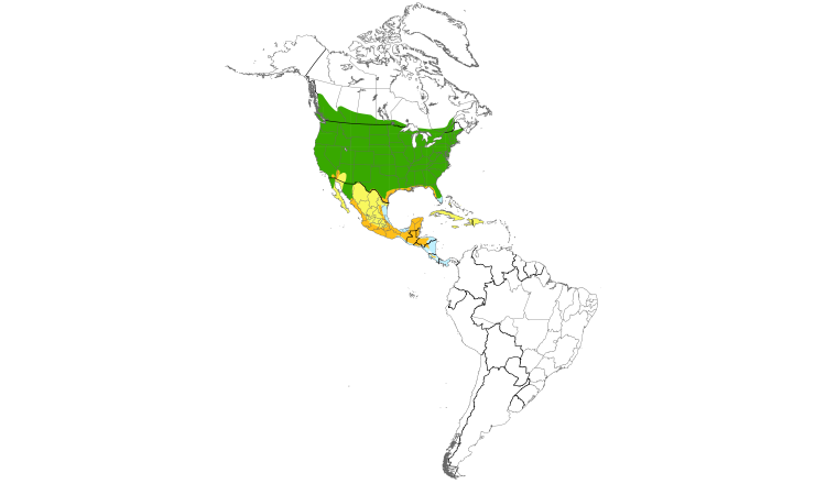 Range Map (Americas): Northern Rough-winged Swallow