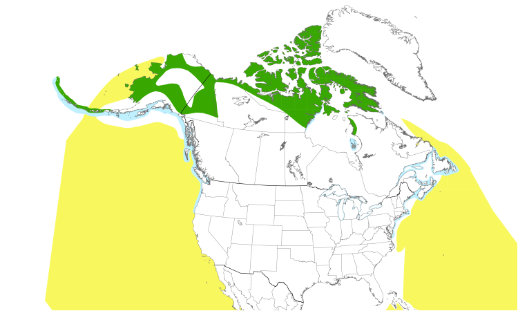 Range Map (North): Long-tailed Jaeger