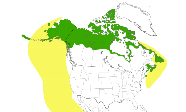 Range Map (North): Arctic Tern
