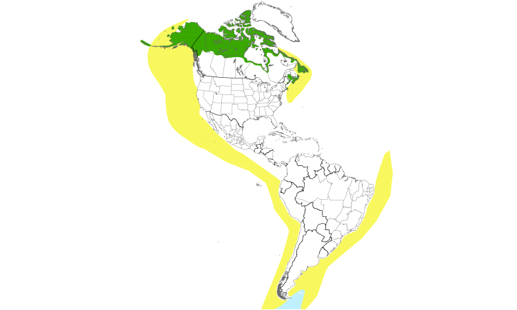 Range Map (Americas): Arctic Tern