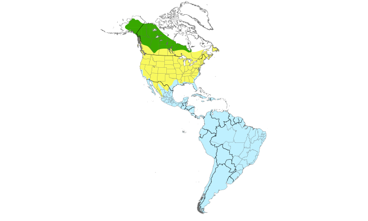 Range Map (Americas): Lesser Yellowlegs