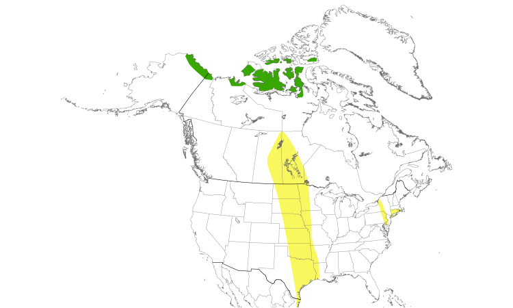 Range Map (North): Buff-breasted Sandpiper