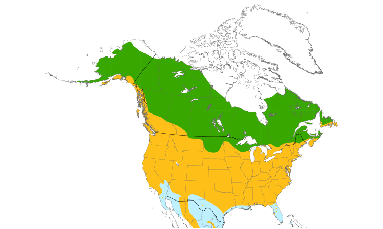 Range Map (North): American Robin