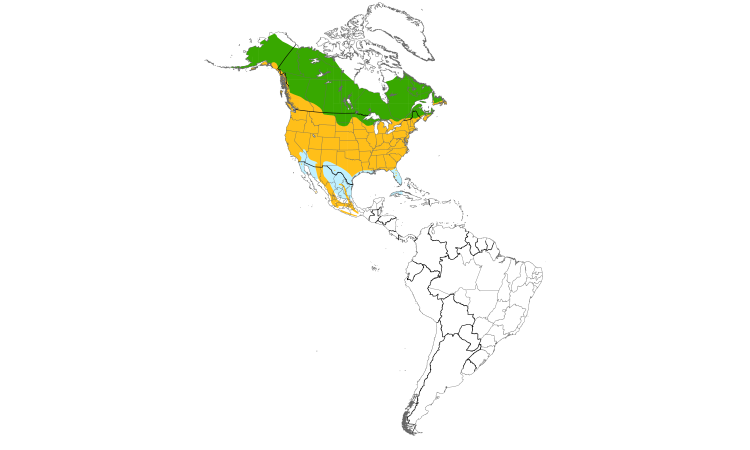 Range Map (Americas): American Robin