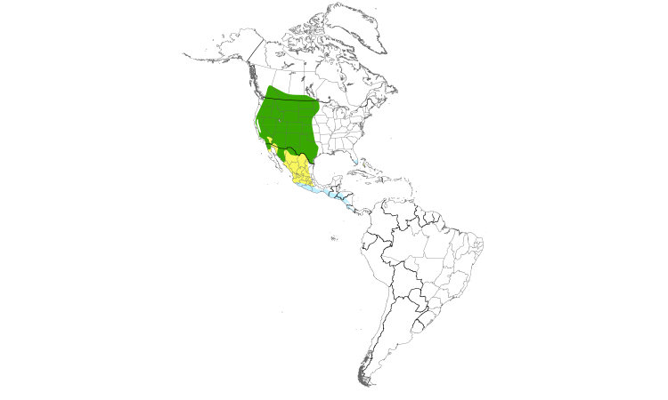 Range Map (Americas): Western Kingbird