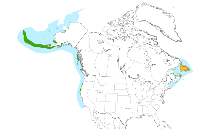 Range Map (North): Common Murre