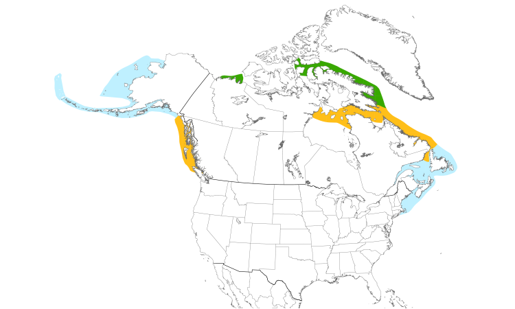 Range Map (North): Thick-billed Murre