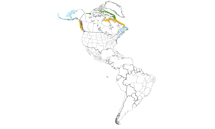 Range Map (Americas): Thick-billed Murre