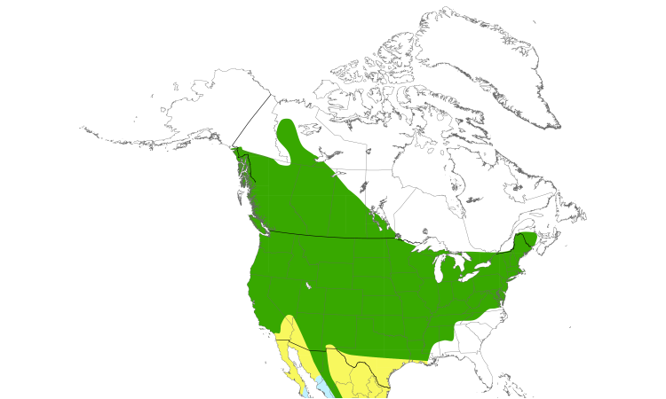Range Map (North): Warbling Vireo