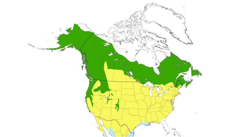 Range Map (North): Wilson's Warbler