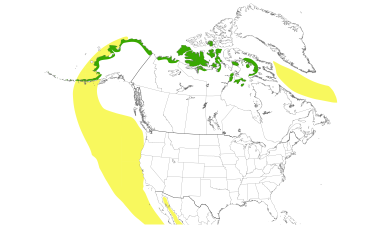 Range Map (North): Sabine's Gull